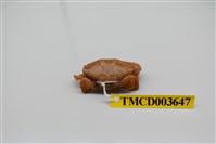 藏品(近親皺蟹)的圖片